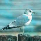 Coastal Life 5 Art Print