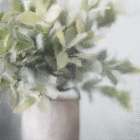 Frosted Art Print