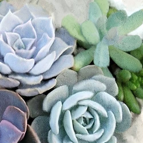 Succulent Garden 2 Art Print