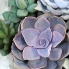 Succulent Garden 3 Art Print
