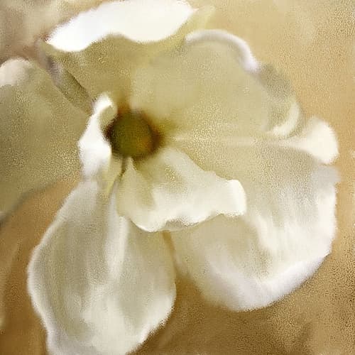 Magnolia Bloom Art Print by Kimberly Allen