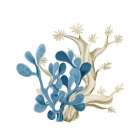 Coastal Coral 3 Art Print