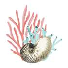 Coral Coastal 2 Art Print
