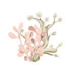 Coral Coastal 3 Art Print
