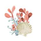 Coral Coastal 5 Art Print