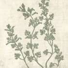 Sage 1 Botanical Print