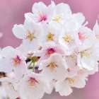 Blossoms Paris 1 Art Print