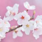Blossoms Paris 3 Art Print
