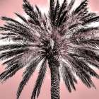 Under the Palm Pink Art Print