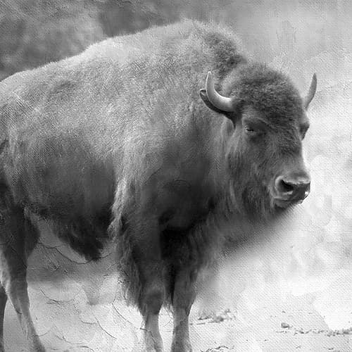 King Art Print by Kimberly Allen