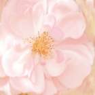 Pretty Pink Art Print