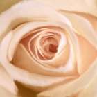 Rosey Art Print