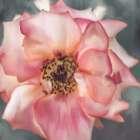 Dusty Rose Art Print
