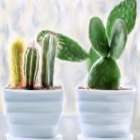 Cactus Botanical Print