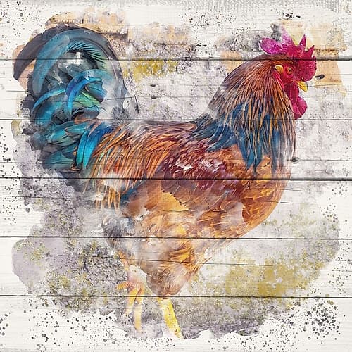 Rooster 1 Art Print by Kimberly Allen