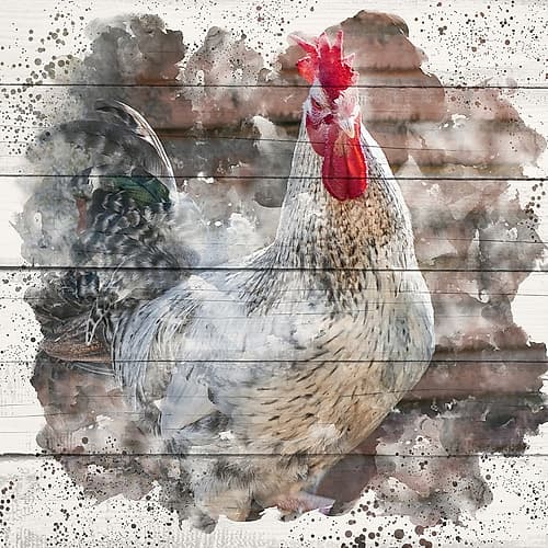 Rooster 2 Art Print