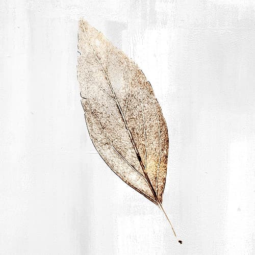 Golden Leaf 1 Nature Print