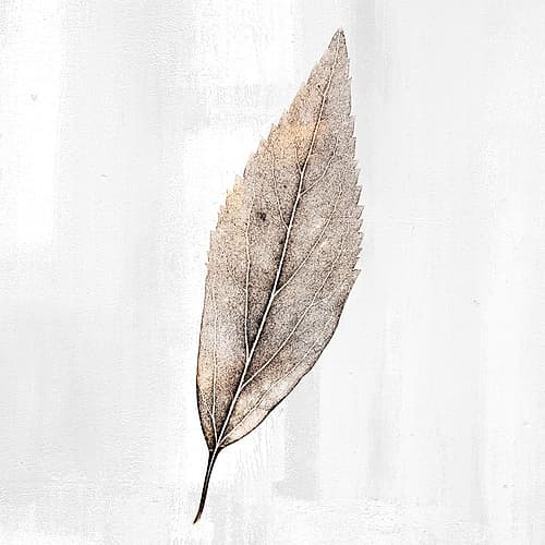 Golden Leaf 2 Art Print