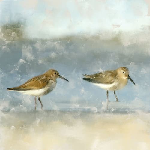 Sandpipers Art Print