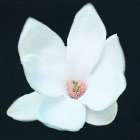 Magnolia 2 Art Print