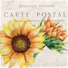 Sunflower Postcard 1 Art Print