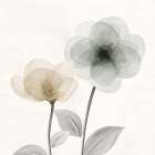 Open Bloom 2 Art Print
