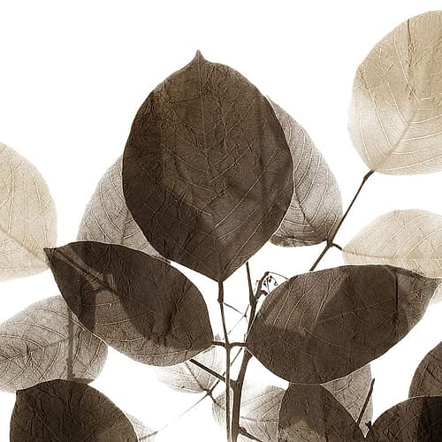 Chocolate Leaves 1 Art Print by Kimberly Allen
