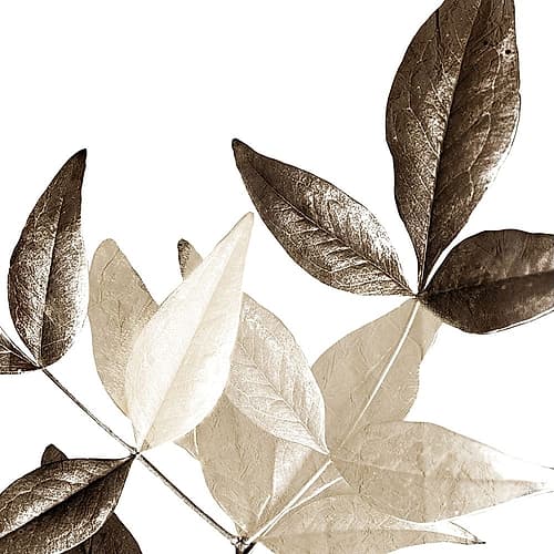 Chocolate Leaves 2 Art Print by Kimberly Allen