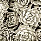 Succulent Mono Botanical Print