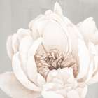 Neutral Peony 1 Art Print