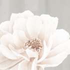 Neutral Peony 2 Art Print