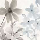 Spring Blue 2 Art Print