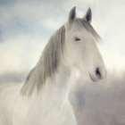 Serene Art Print