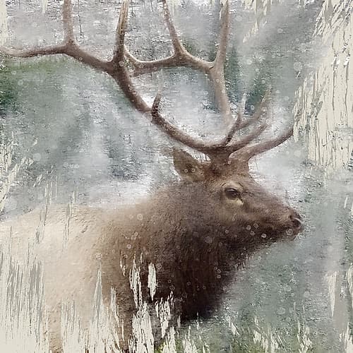 Wildlife 2 Art Print by Kimberly Allen