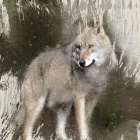 Wildlife 3 Art Print