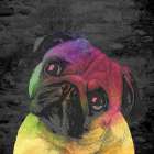 Pug Art Print