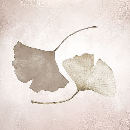 Ginkgo 2 Nature Print