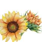 Sunflower Postcard 1 v2 Art Print