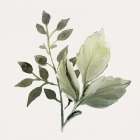 Watercolor Sage 2 Botanical Print