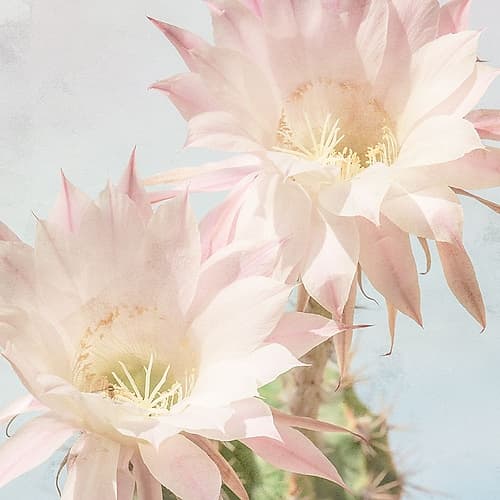 Cactus Bloom Art Print by Kimberly Allen