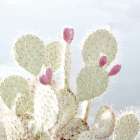 Cactus Blossom Botanical Print