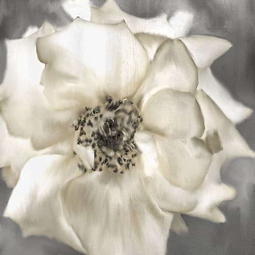 Golden Rose Art Print by Kimberly Allen