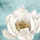 White Peony 1 Art Print