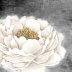White Peony Art Print
