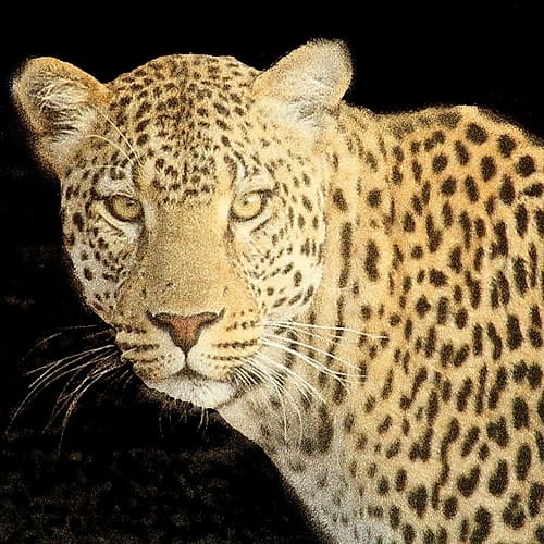 Refuge Leopard 2 V2 Art Print by Kimberly Allen