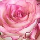 Strength Rose 3 Art Print