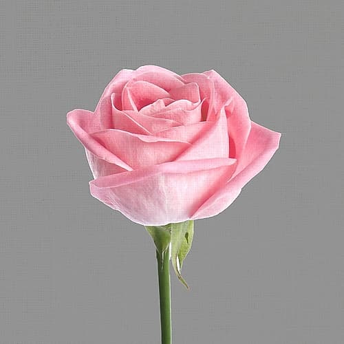 Trust Rose 3 Art Print