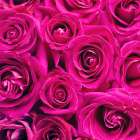 Paris Rose 1 Art Print