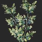Black Greens 2 Botanical Print
