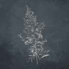 Plant 2 Botanical Print